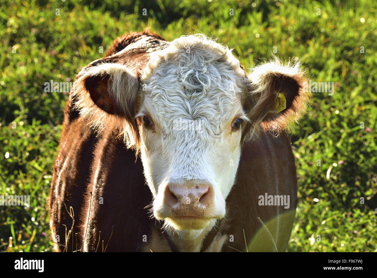 A close up image of a Herford beef cow backlit by the bright sun light looking forward in a green pasture in rural New Stock Photo