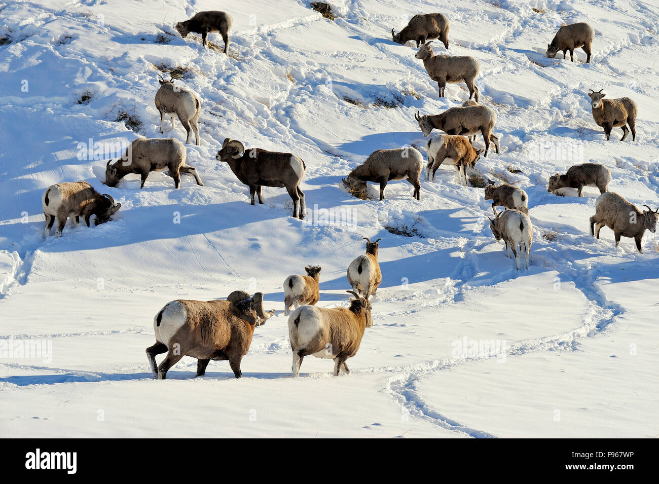 A herd of wild bighorn sheep Orvis canadensis,  foraging on a side hill covered with fresh snow in the foothills of the rocky Stock Photo