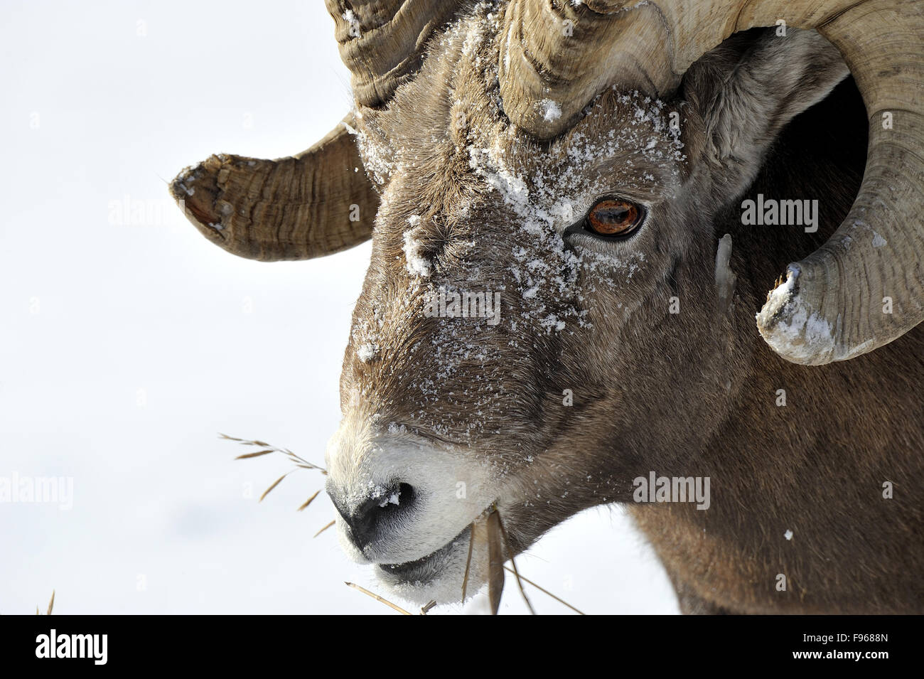 A close up side view portrait image of a wild rocky mountain bighorn ...