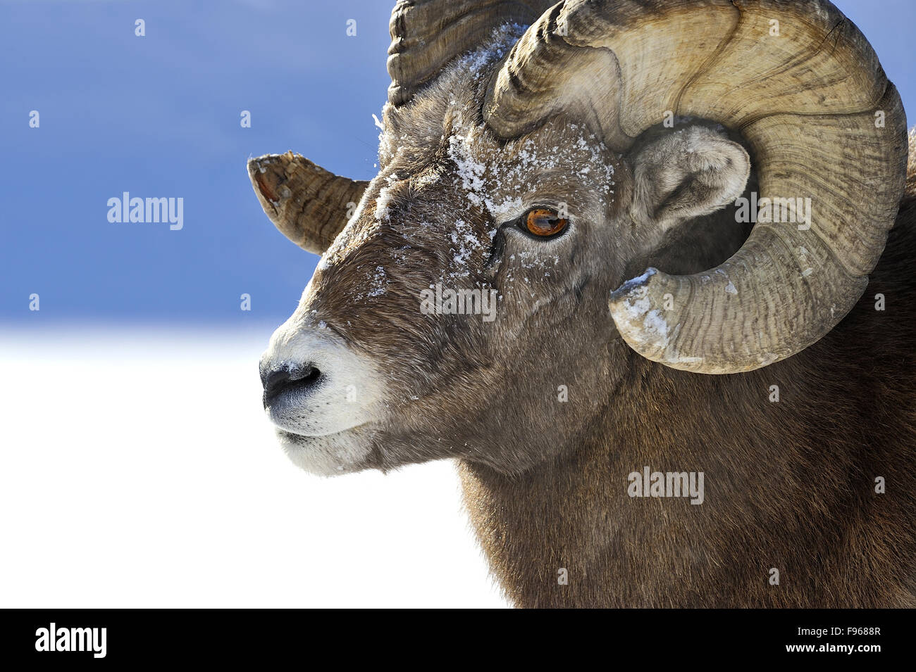 A close up side view portrait image of a wild rocky mountain bighorn ...