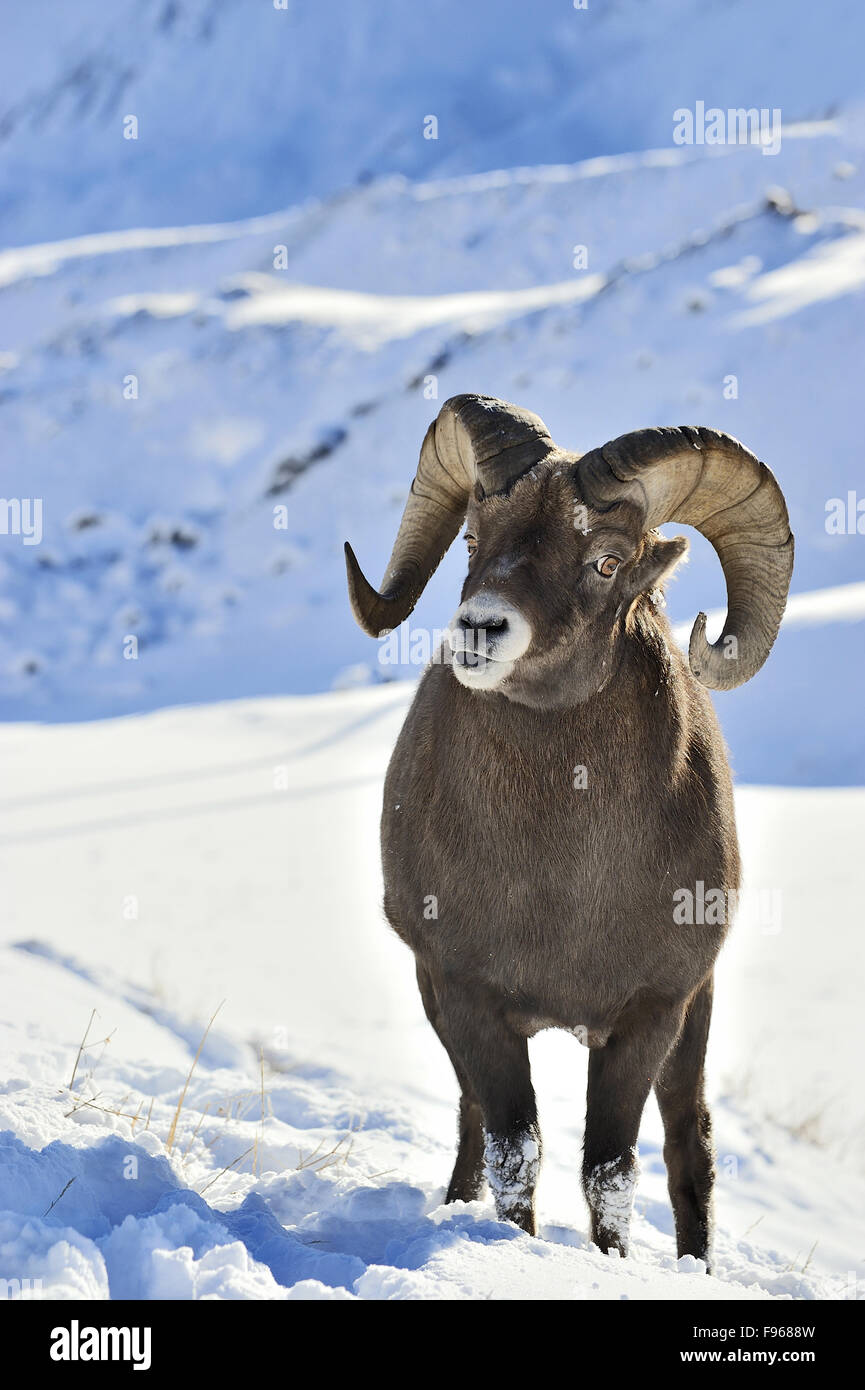 A vertical image of a  bighorn ram  Orvis canadensis, stands in the snow keeping a watchful eye for danger and other rams Stock Photo