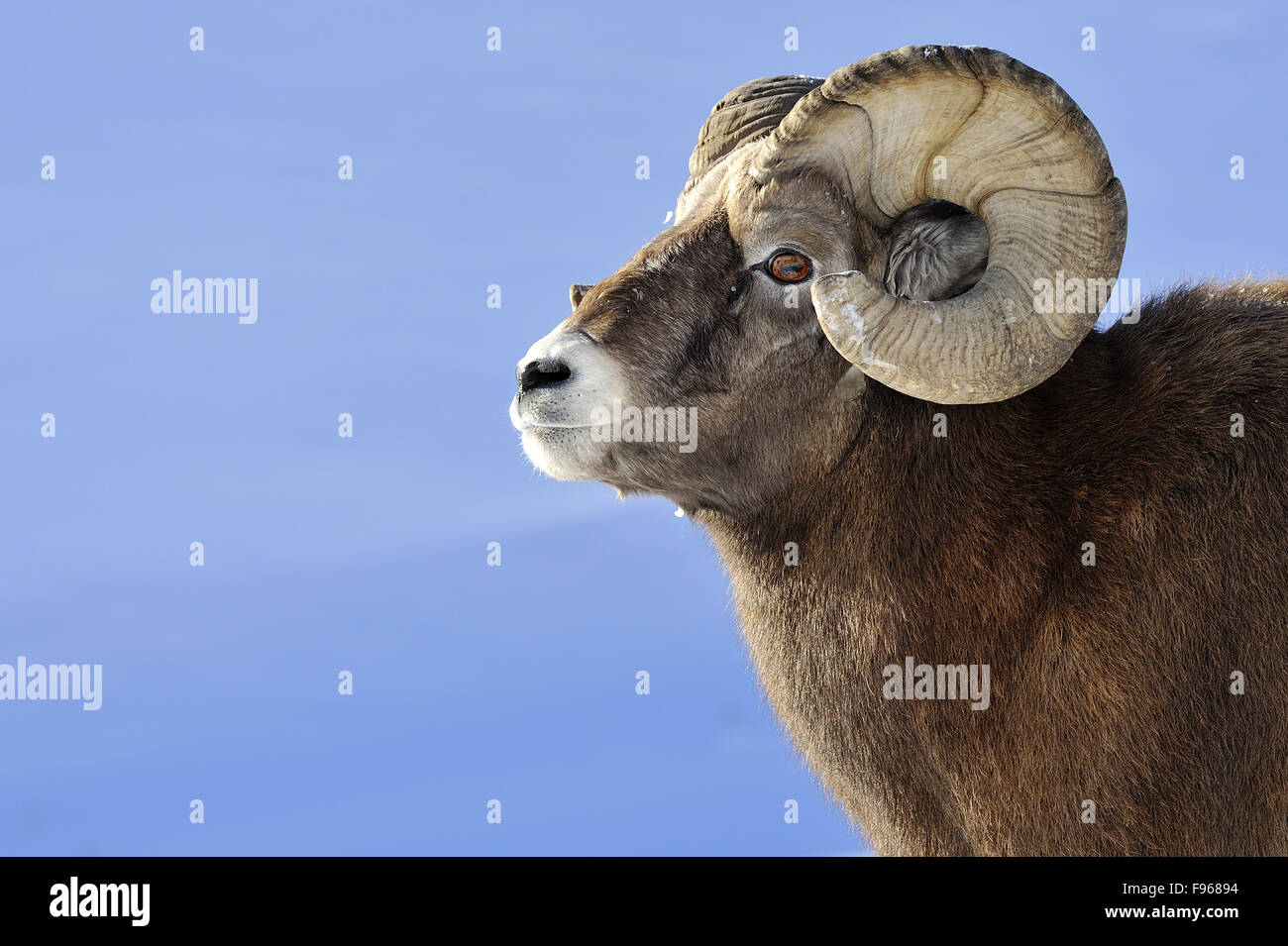 A portrait image of a rocky mountain bighorn sheep  Orvis canadensis, standing against a blue sky background. Stock Photo