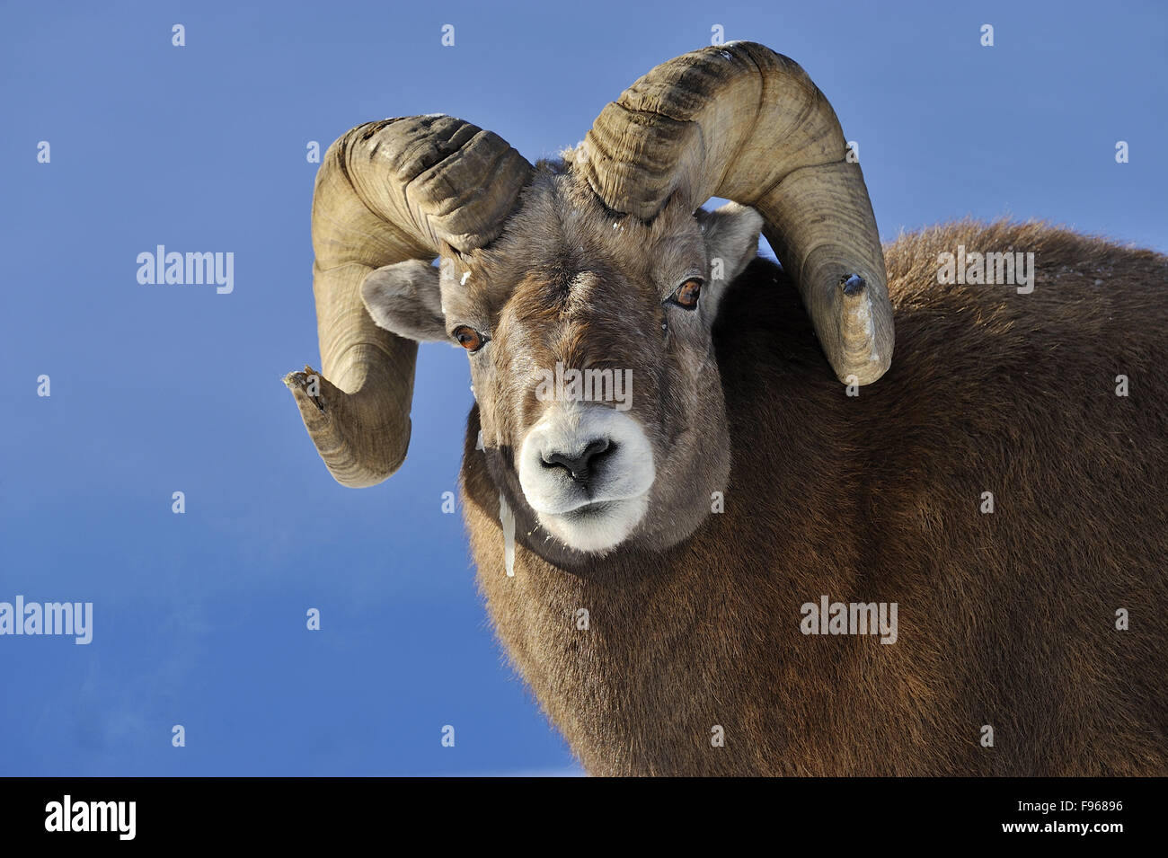 A close up front portrait view of a mature rocky mountain bighorn sheep, Orvis canadensis, looking forward. Stock Photo