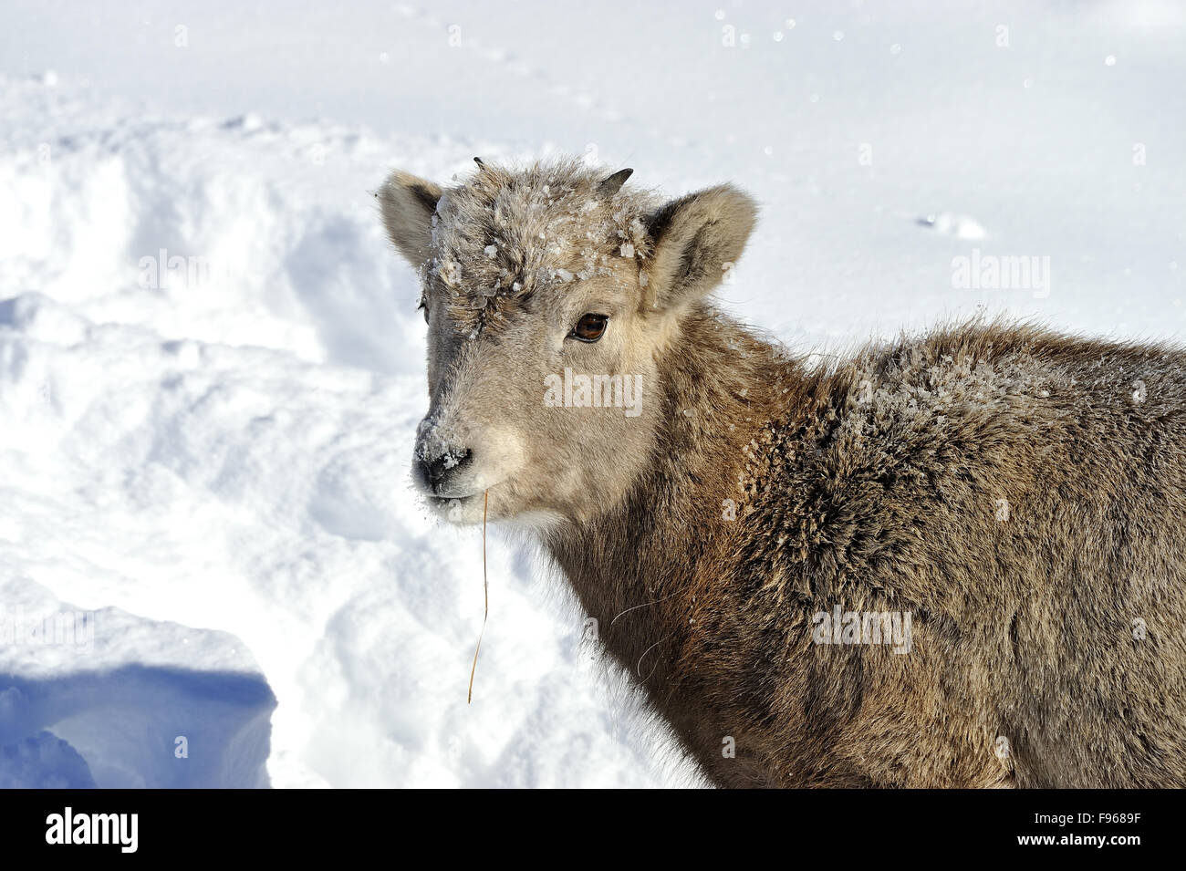 A portrait image of a baby bighorn sheep  Orvis canadensis, foraging in the deep snow in the foothills of the rocky mountains Stock Photo