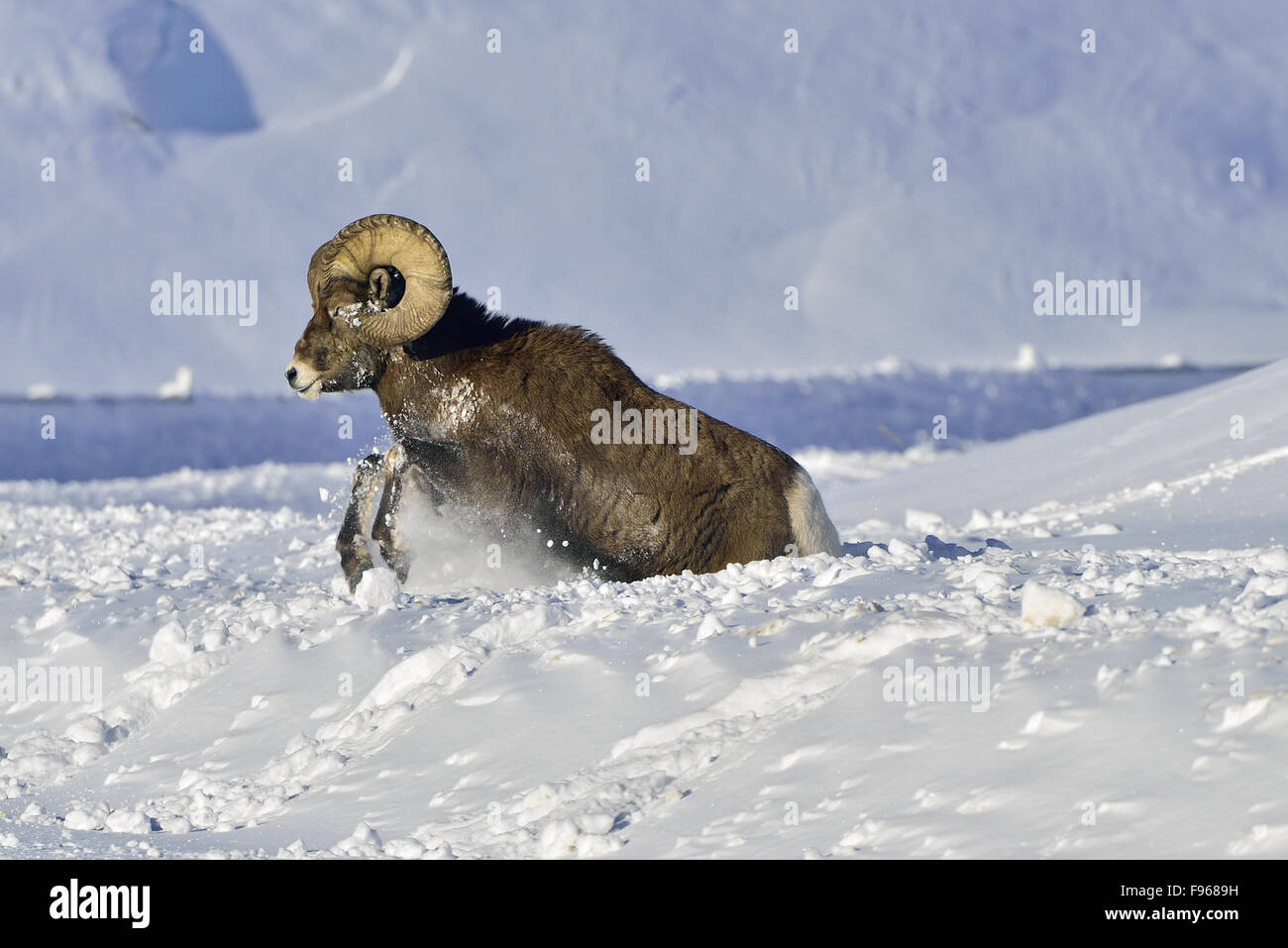 A side view of a rocky mountain bighorn ram   Orvis canadensis,  jumping through the deep Alberta snow. Stock Photo