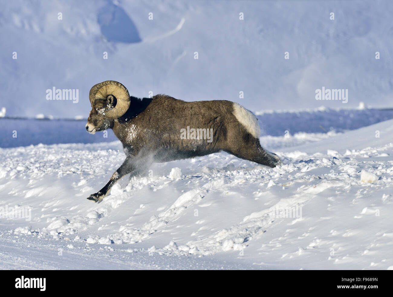 A side view of a rocky mountain bighorn ram  Orvis canadensis,  jumping through the deep Alberta snow. Stock Photo