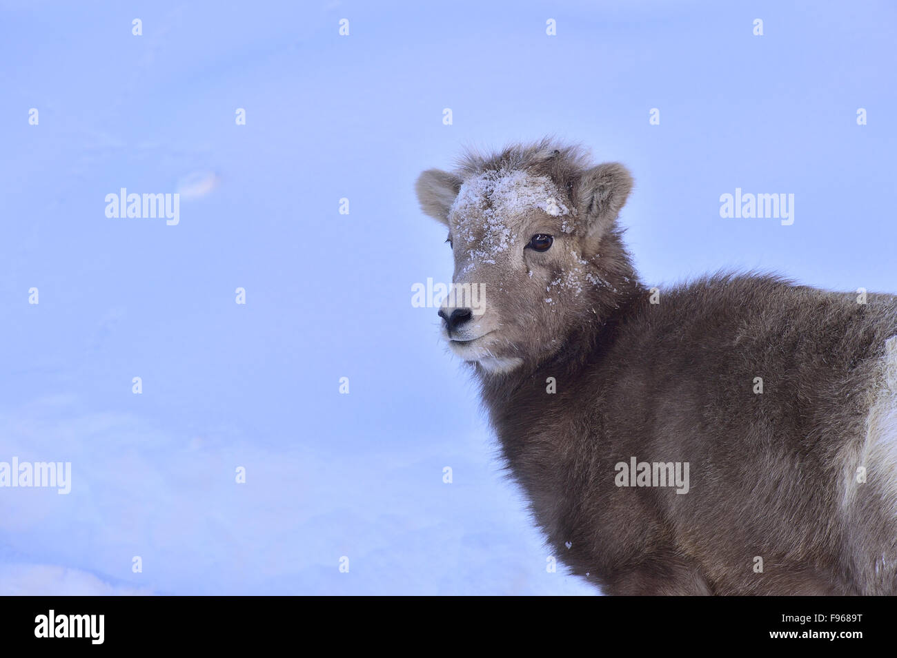 A portrait image of a wild baby bighorn sheep  Orvis canadensis, against a snowy background in the soft evening light. Stock Photo