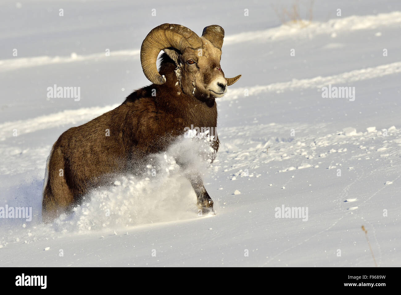 An adult male bighorn sheep  'Orvis canadensis'   running through the deep snow in the rocky mountains of Alberta Canada Stock Photo