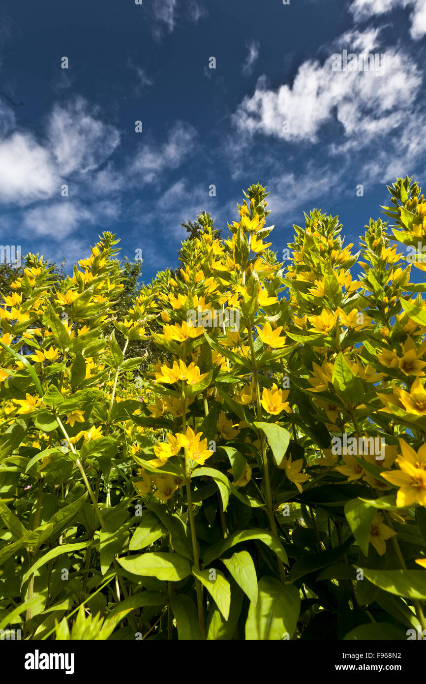Wild yellow flowers, Kirkjubaejarklaustur, Iceland Stock Photo