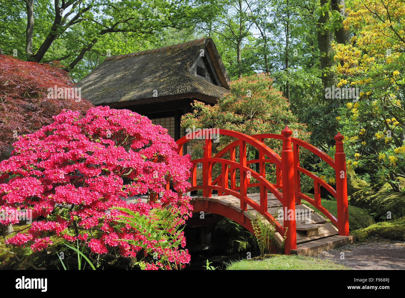 Japanese garden with flowers and red bridge Stock Photo - Alamy
