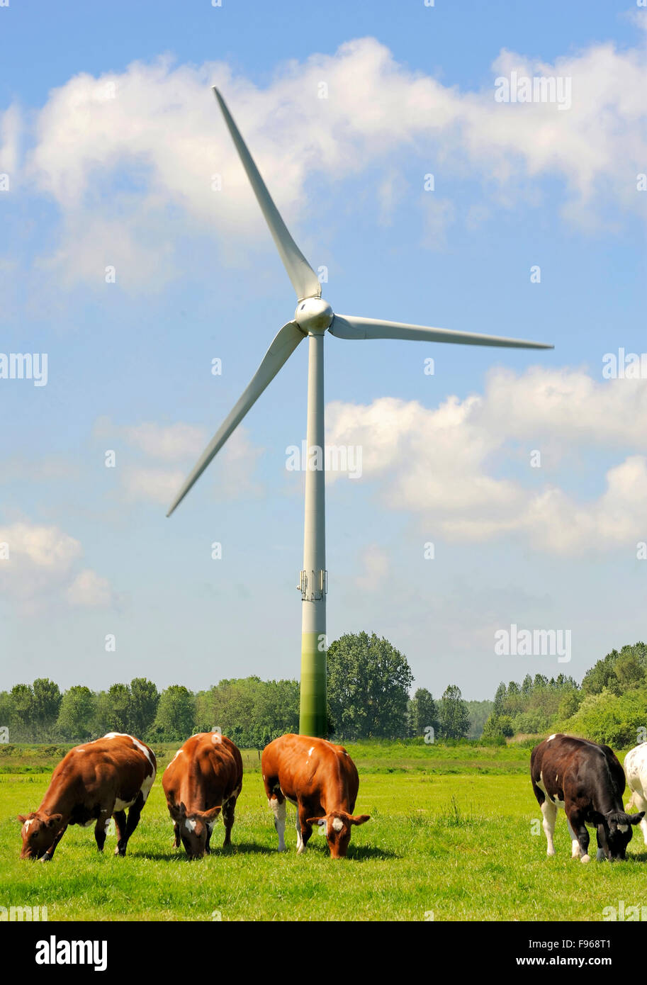 wind turbines and milk cows in a typical Dutch landscape Stock Photo ...