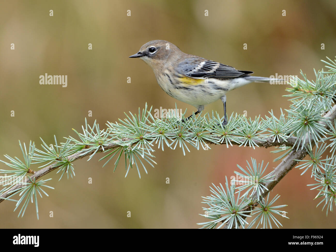 Yellowrumped Warbler in winter plumage, Victoria BC Stock Photo Alamy