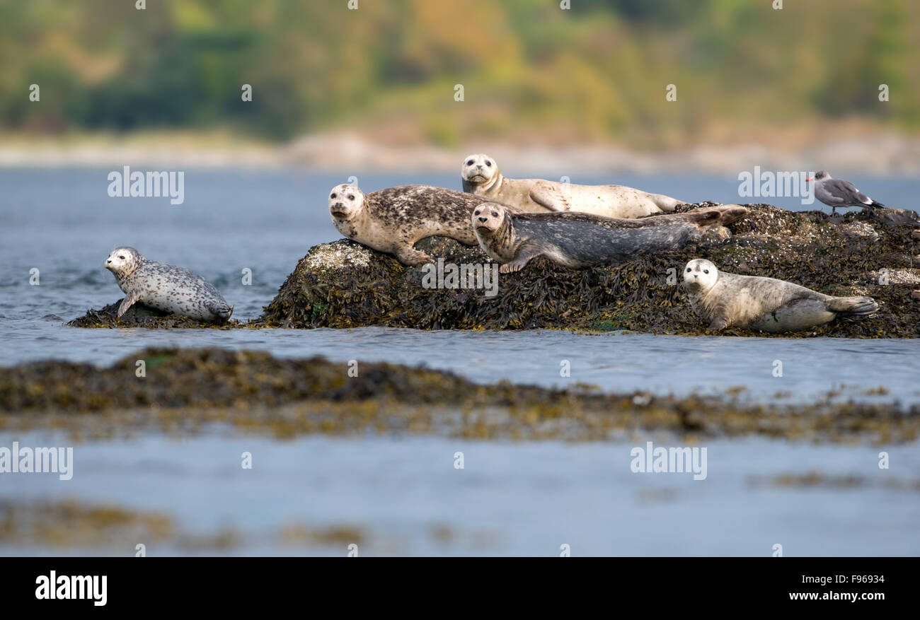 Harbour Seal resting on reefs in Oak Bay Stock Photo