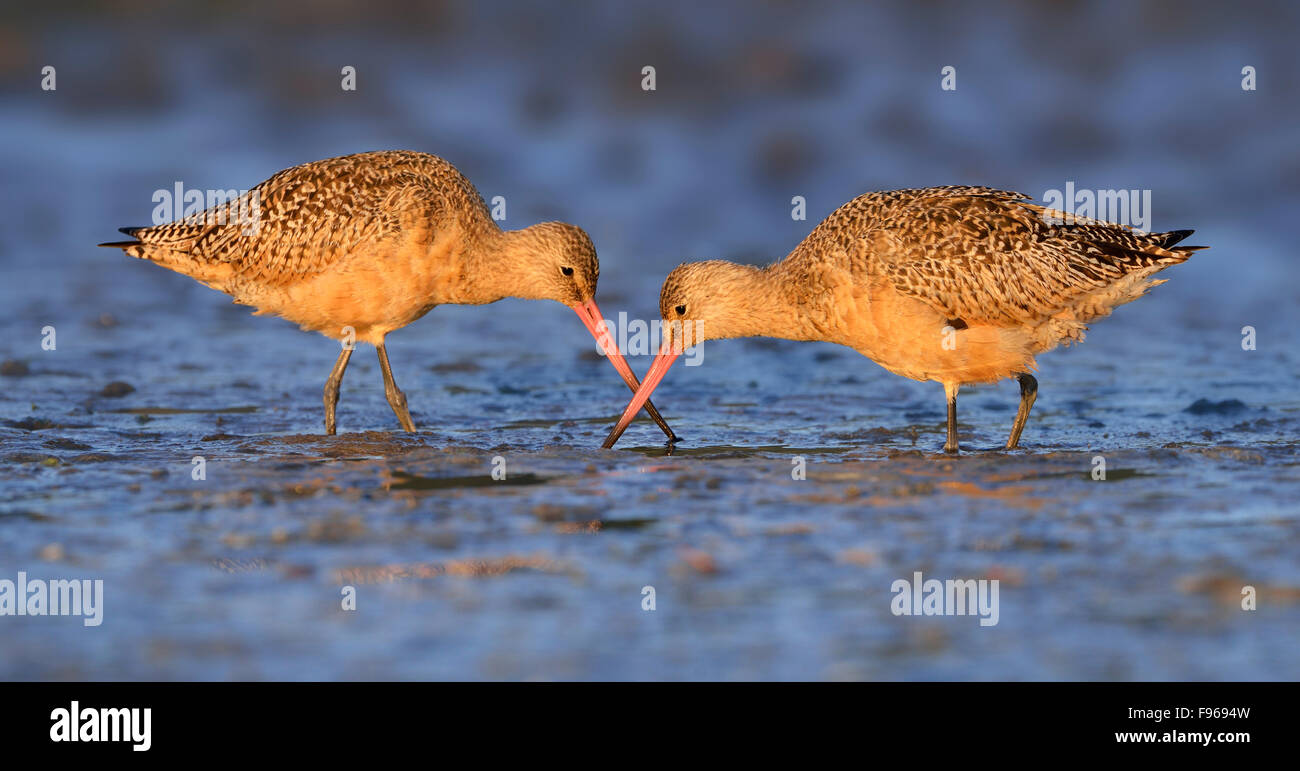 Marbled Godwit At Esquimalt Lagoon During Fall Migration Stock Photo ...