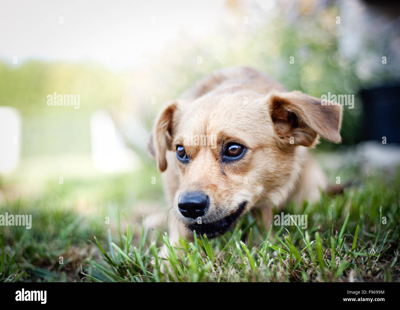 Cute happy puppy playing on fresh summer grass Stock Photo - Alamy