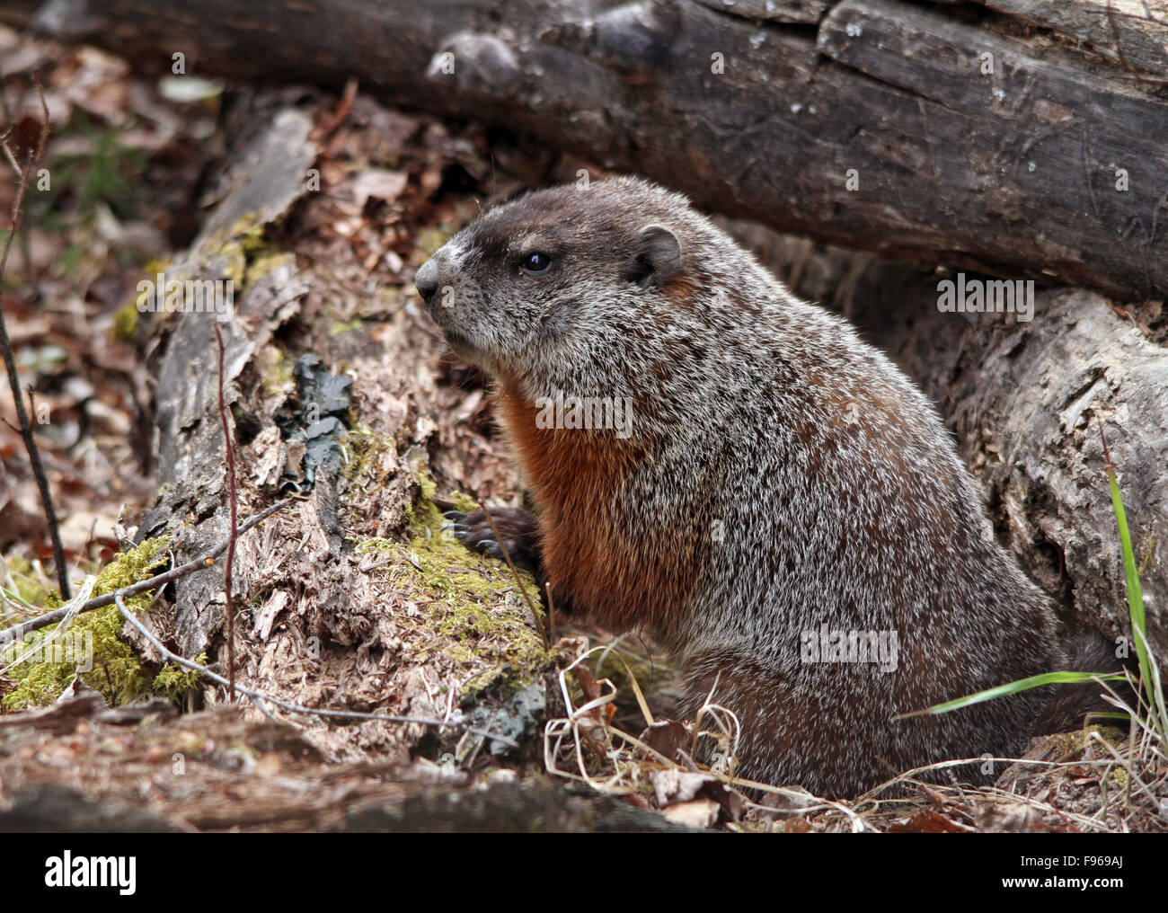 Woodchuck, Marmota monax,  in a northern forest at Prince Albert National Park, Saskatchewan, Canada Stock Photo