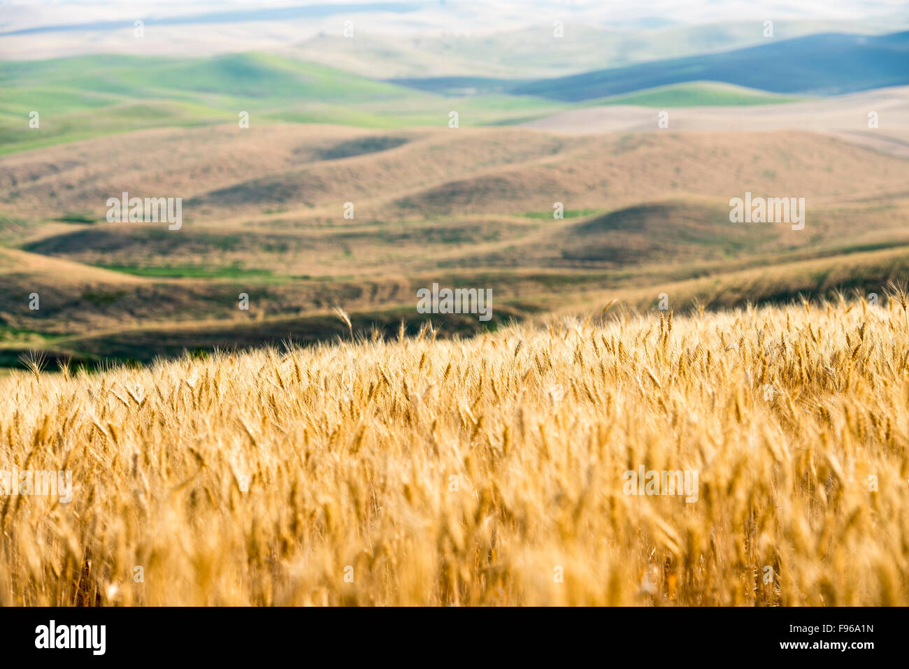Wheat field with rolling hills of the Palouse in background. Washington