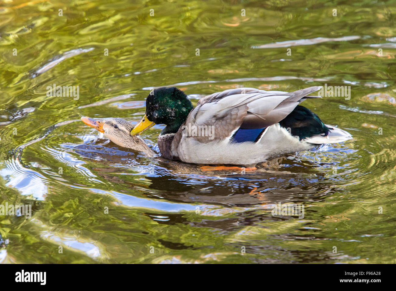 Female and male Mallard Duck, Anas platyrhynchos, mating on Okanagan Lake in Penticton, British Columbia, Canada. Stock Photo