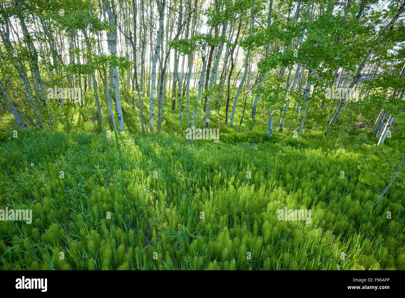 Horsetail in Poplar grove, Kelly Lake, Sudbury, Ontario, Canada Stock