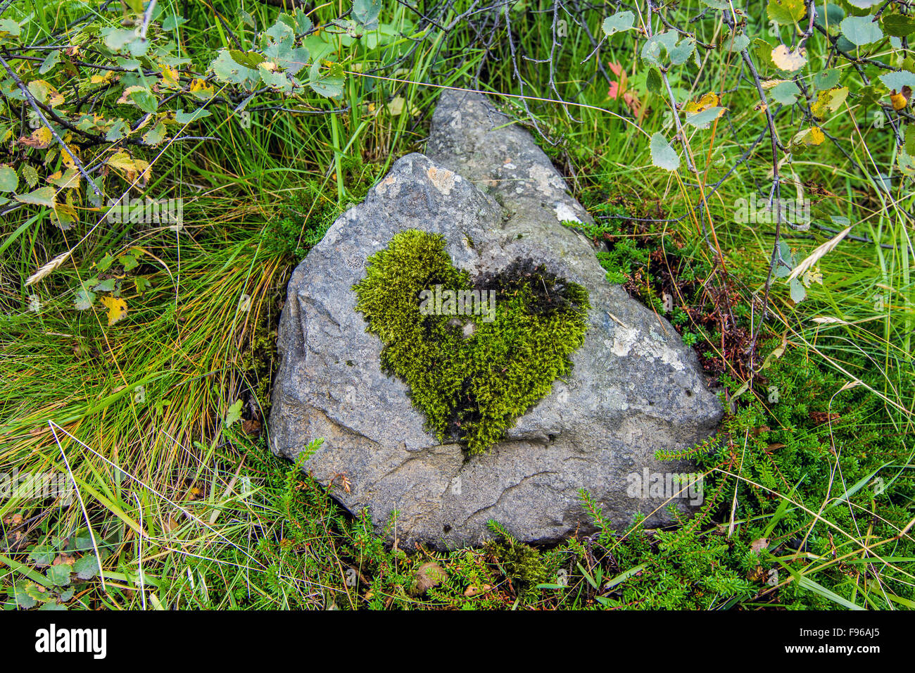 Moss on a rock has grown in the shape of a heart, Iceland Stock Photo