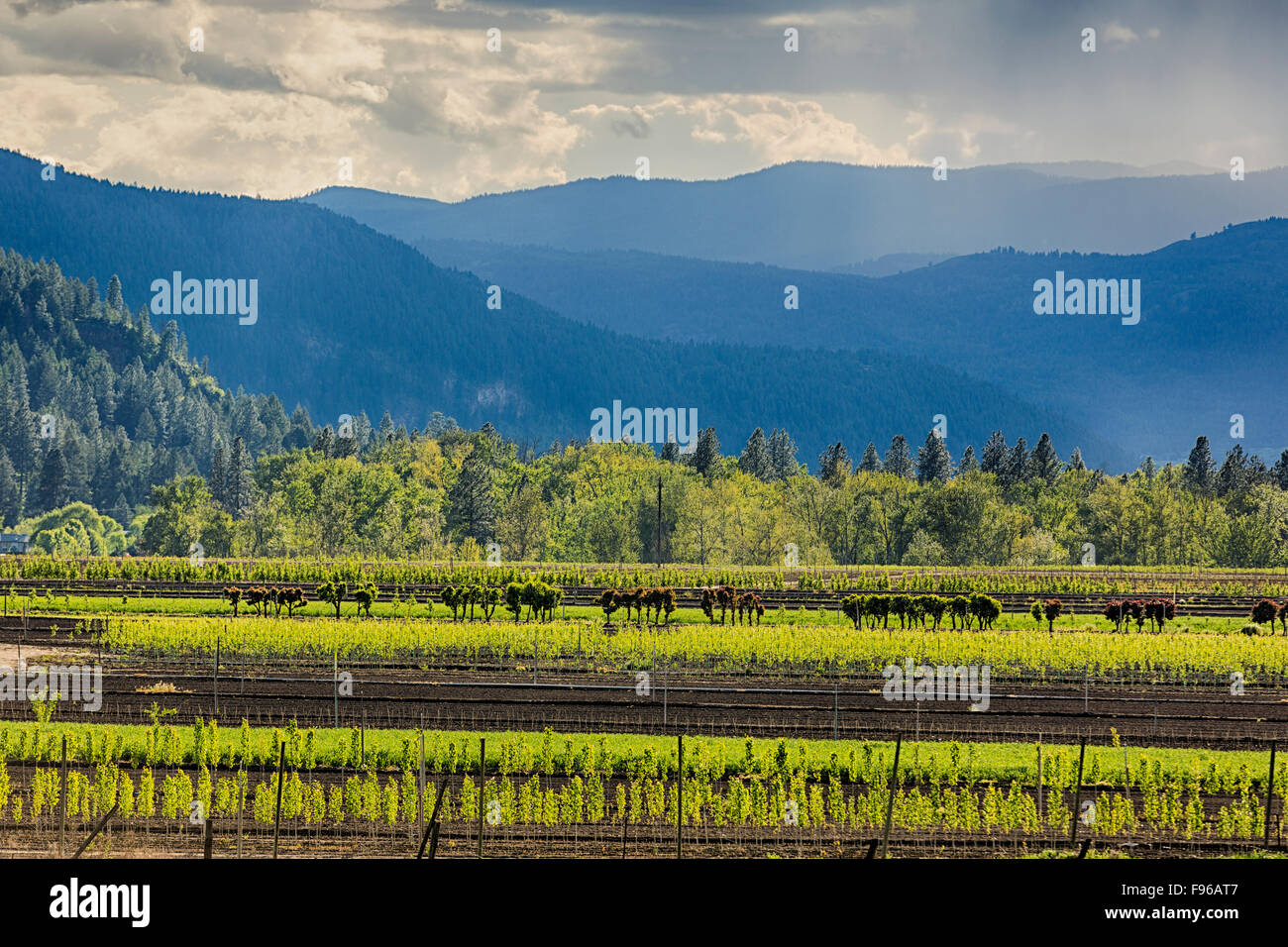 Advance Orchards near Grand Forks, British Columbia, Canada Stock Photo