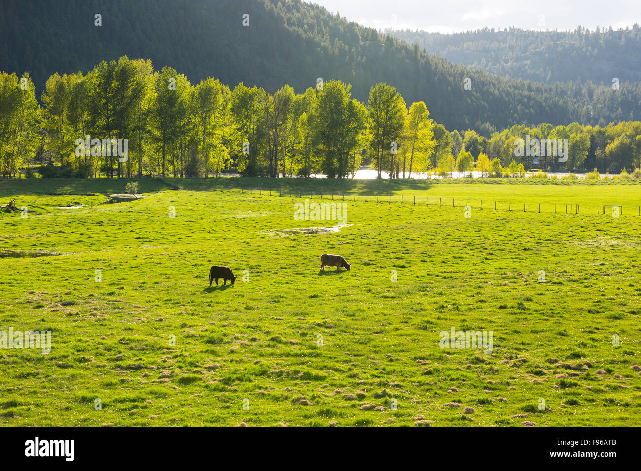 Cattle grazing, Midway, British Columbia, Canada Stock Photo