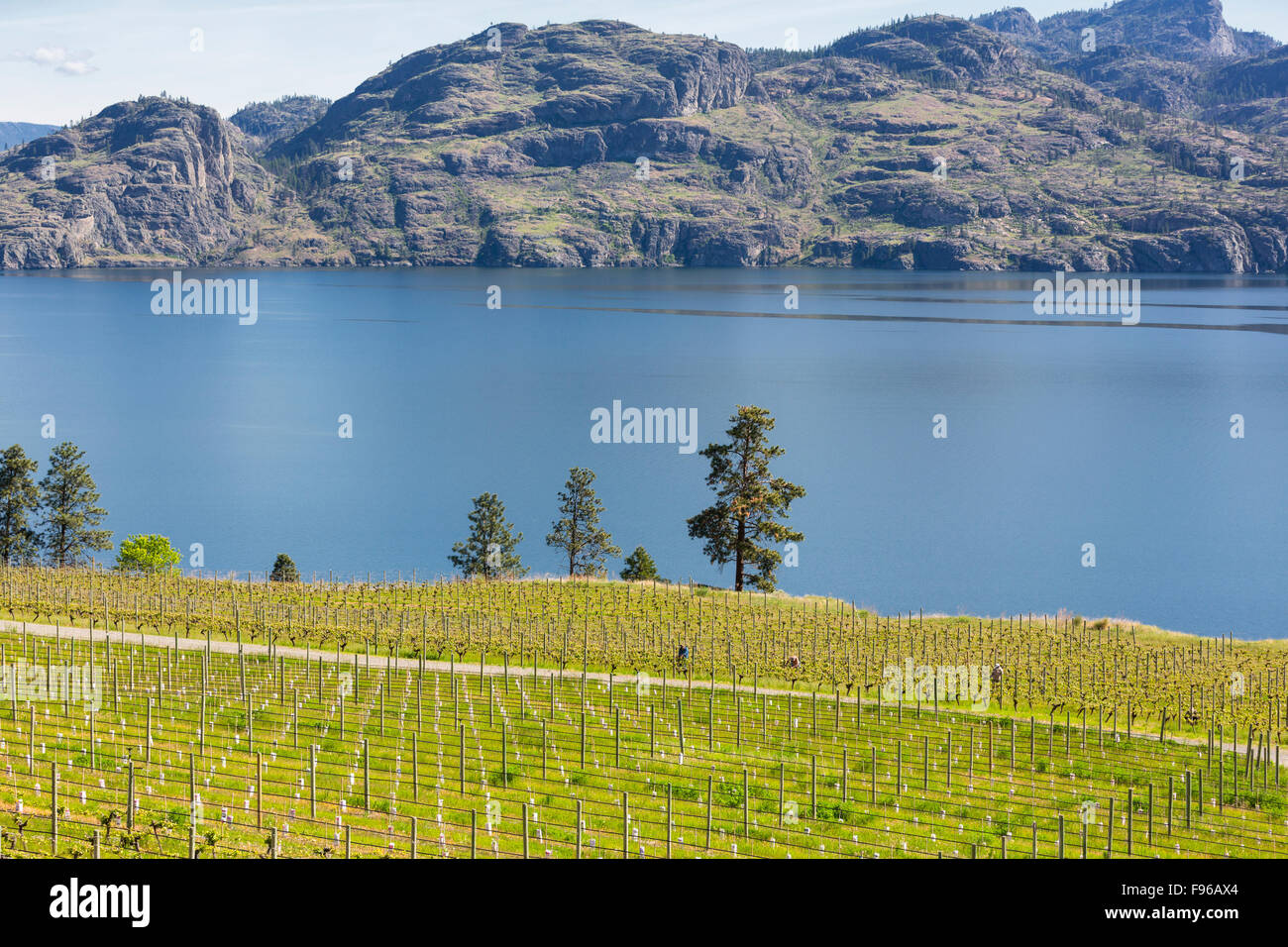 View of vineyards and Okanagan Lake, Summerland, Okanagan Valley, British Columbia, Canada Stock Photo