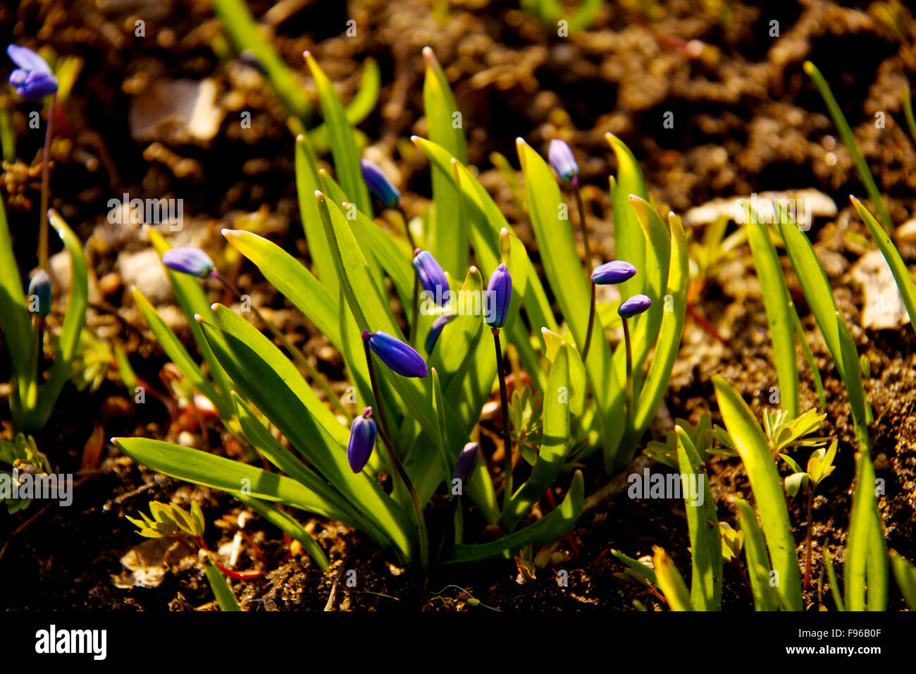 Floral background of first spring flowers close up Stock Photo - Alamy
