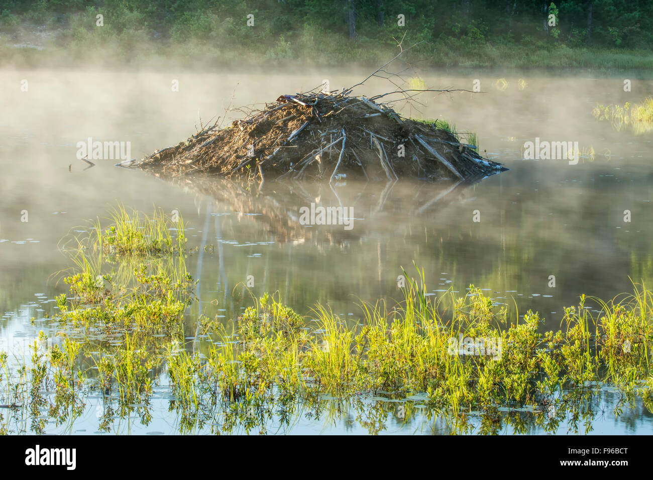 Beaver lodge, Sudbury, Ontario, Canada Stock Photo