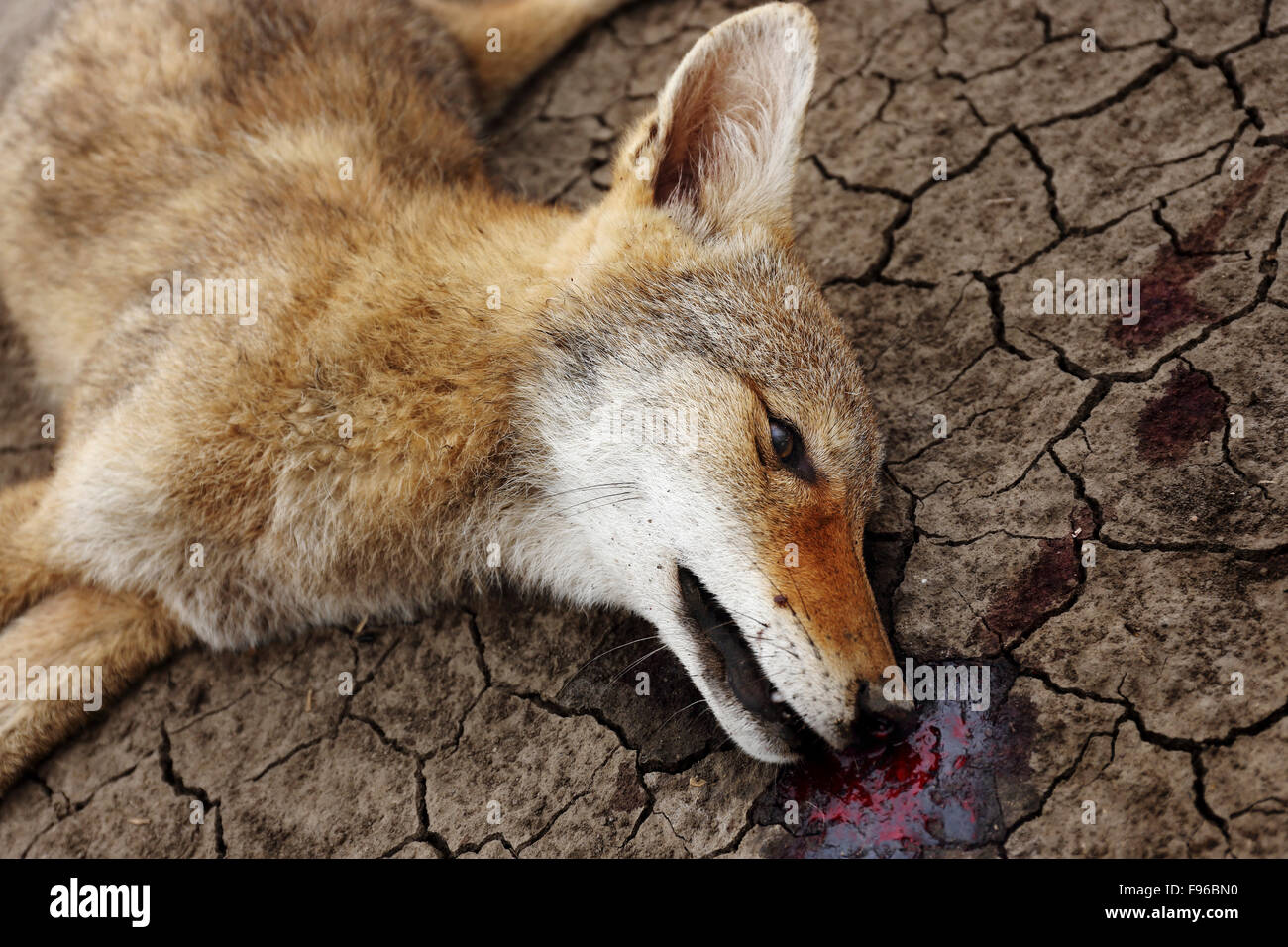 dead coyote, Canis latrans,Canidae, Canids,southern Saskatchewan road side, blood, Canada, prairie road side Stock Photo