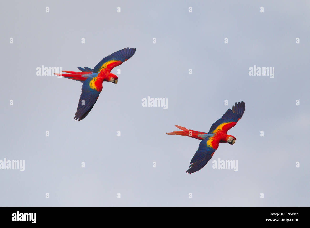 Scarlet macaw, Ara macao, Osa peninsula, Costa Rica Stock Photo