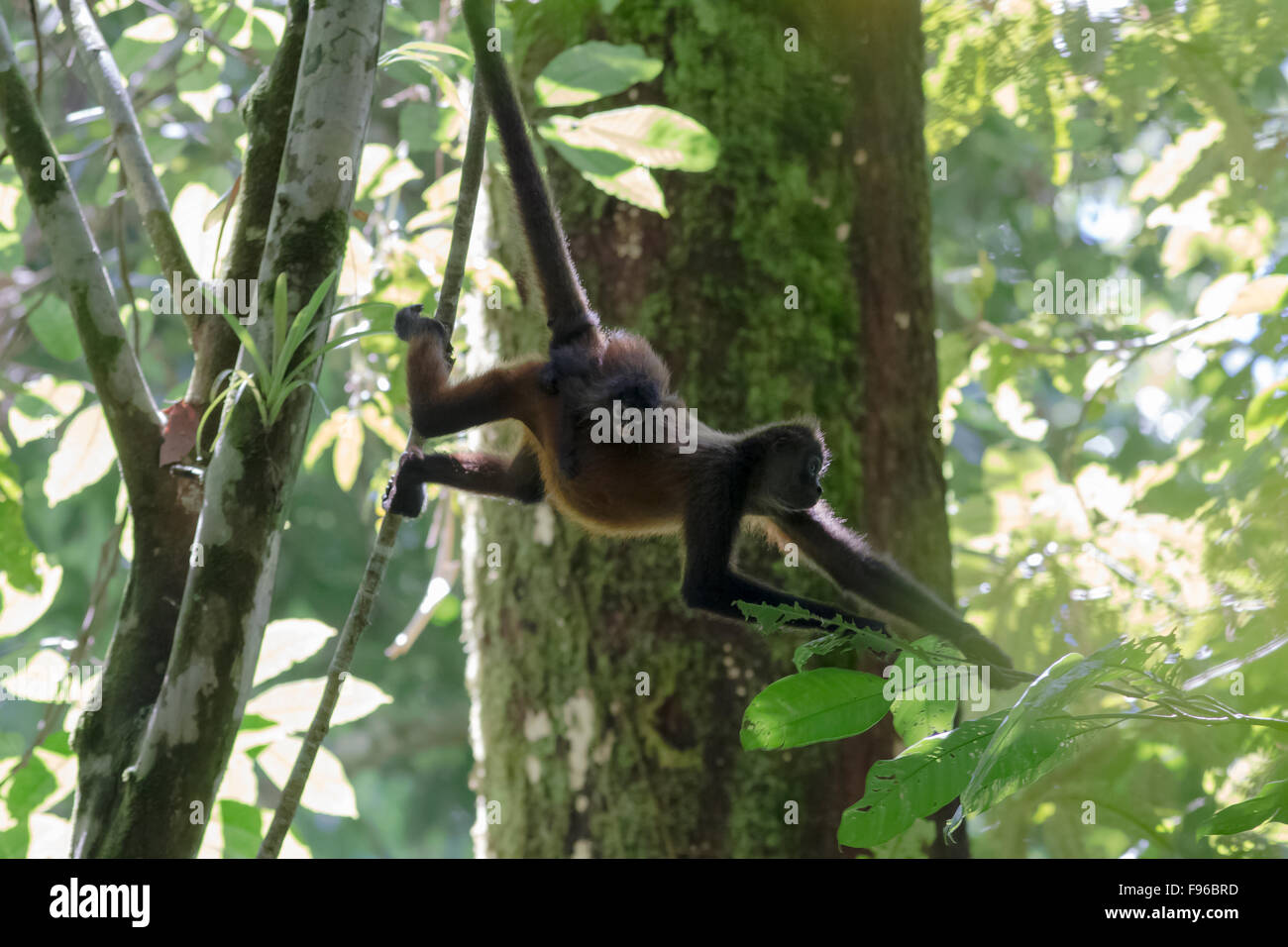 Spider monkey varied, Ateles hybridus, Young and mother in the canopy, Osa peninsula, Costa Rica Stock Photo