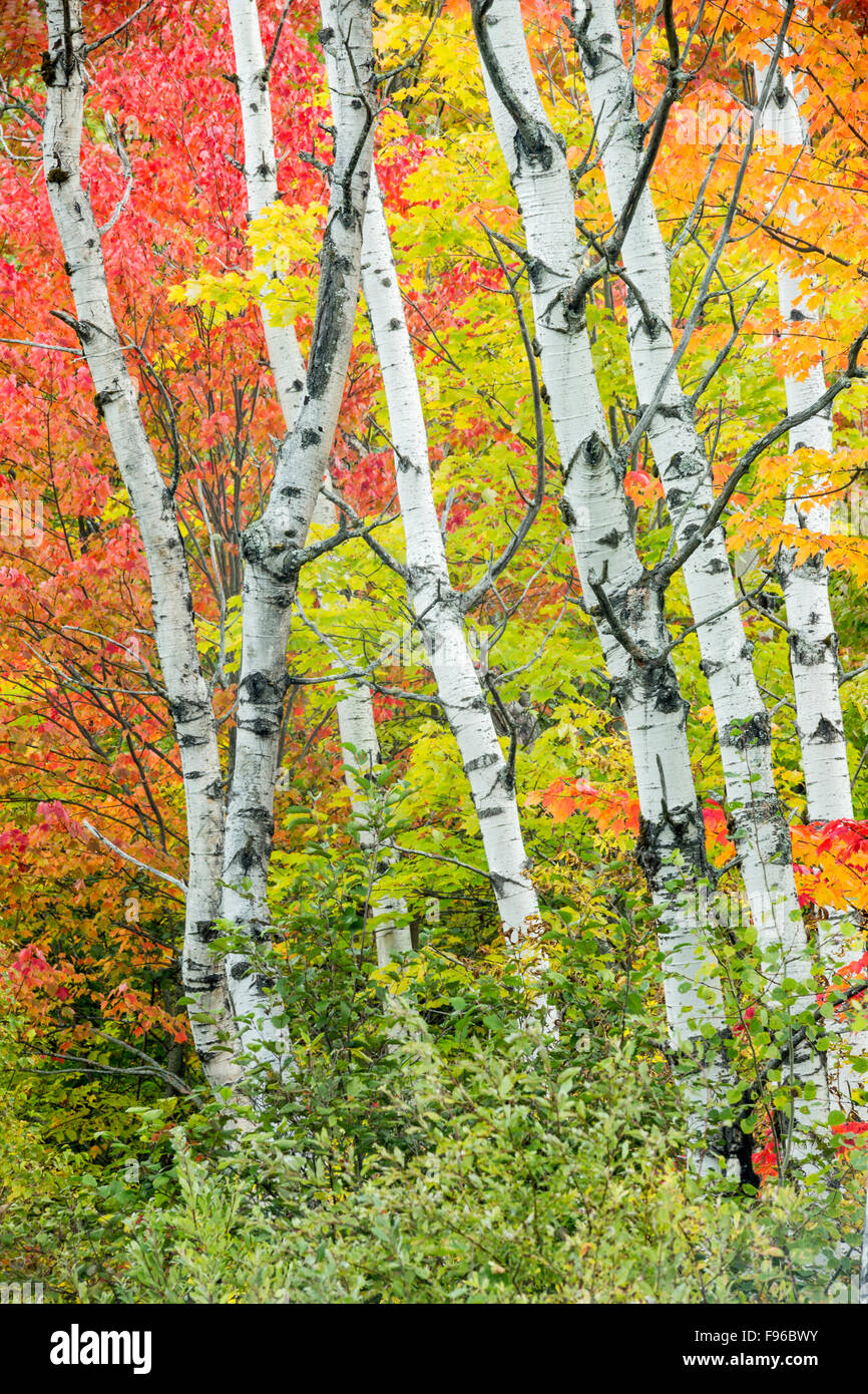 Poplars and fall colours, City of Greater Sudbury, Ontario, Canada Stock Photo