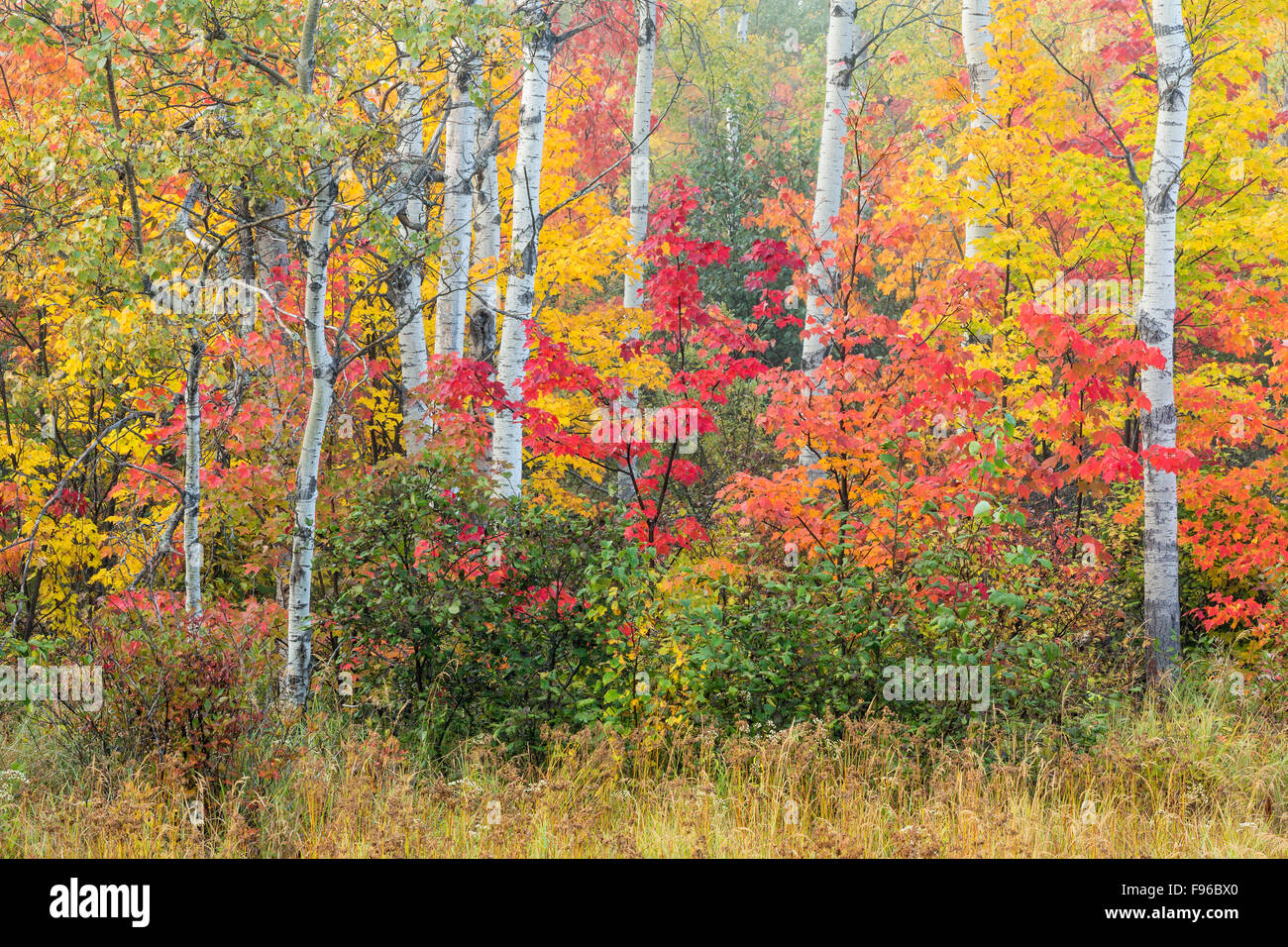 Autumn forest, Whitefish, City of Greater Sudbury, Ontario, Canada Stock Photo