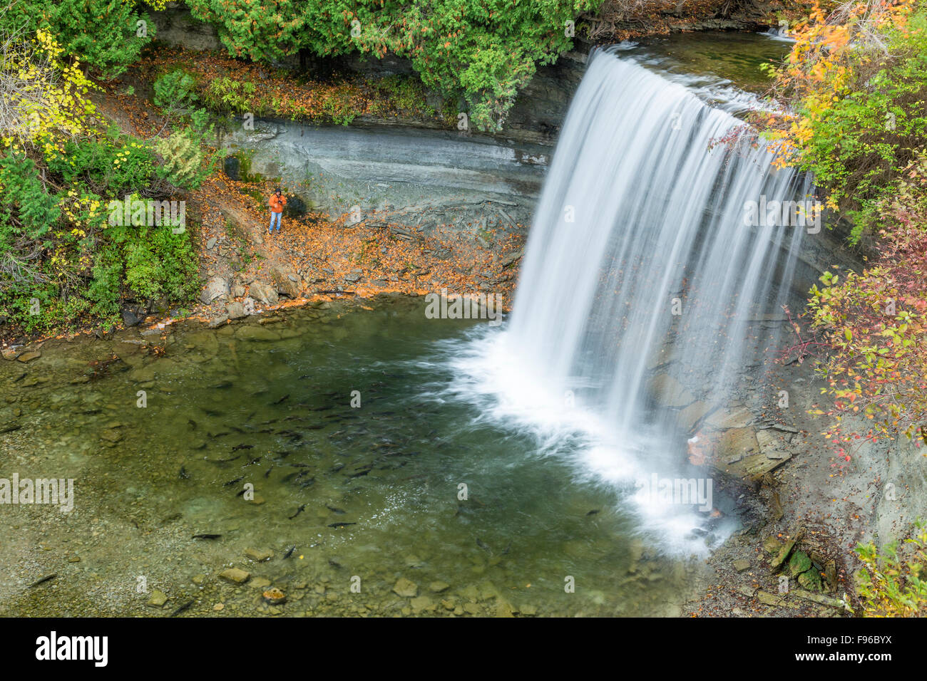 Spawning salmon, Bridal Veil Falls, Kagawong, Manitoulin Island