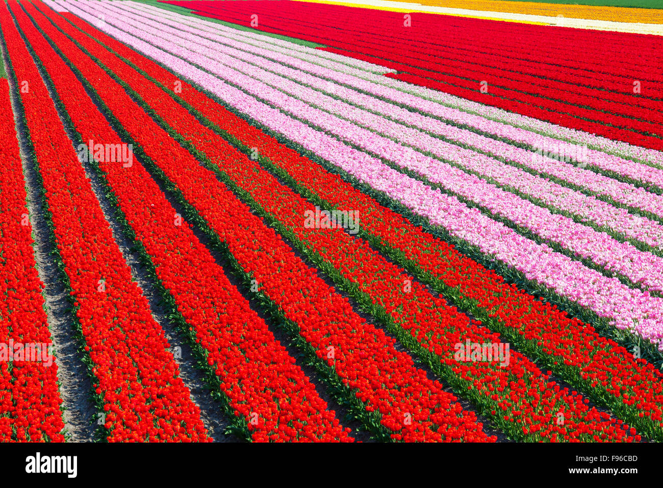 Field of Tulips, North Holland, Netherlands Stock Photo