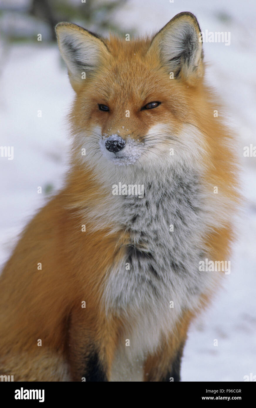Red Fox (Vulpes vulpes) Adult. Believed to be extremely cautious ...