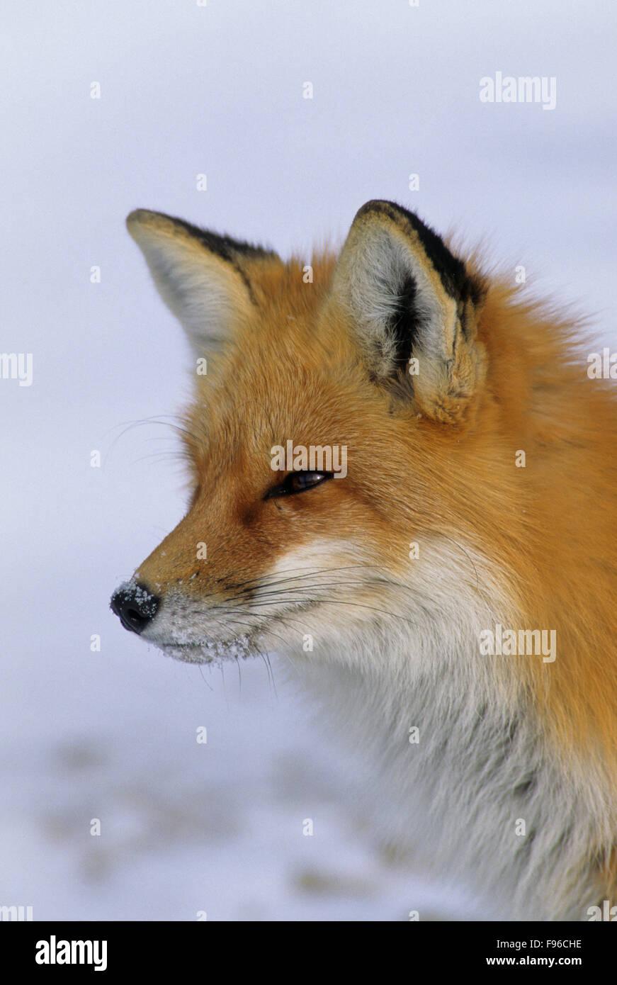 Red Fox (Vulpes vulpes) Adult is regarded as cunning but, many field observers believe it is extremely cautious and capable of Stock Photo