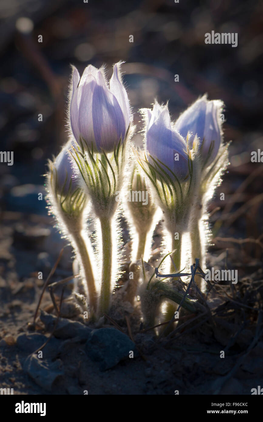 Flower, Crocus, Macro, Purple, fuzzy, group, together, backlit, setting sun Stock Photo