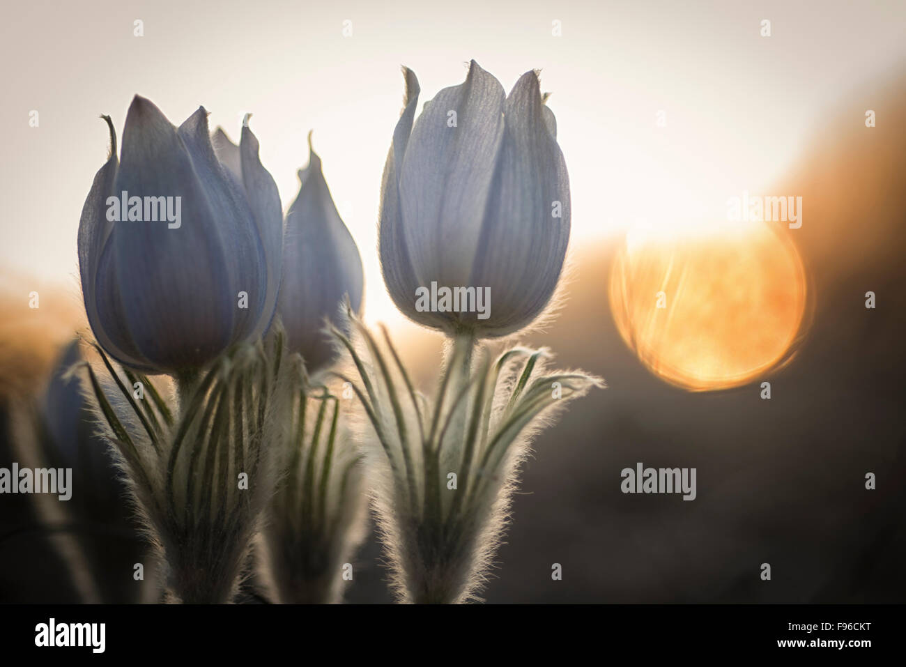 Flower, Crocus, Macro, Purple, fuzzy, pair, group, together, Sun, Sunset Stock Photo