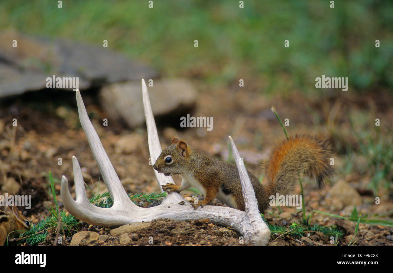 Red Squirrel (Tamiasciurus hudsonicus) & Eastern Chipmunk (Tamias striatus) Adults near shed Whitetailed Deer (Odocoileus Stock Photo