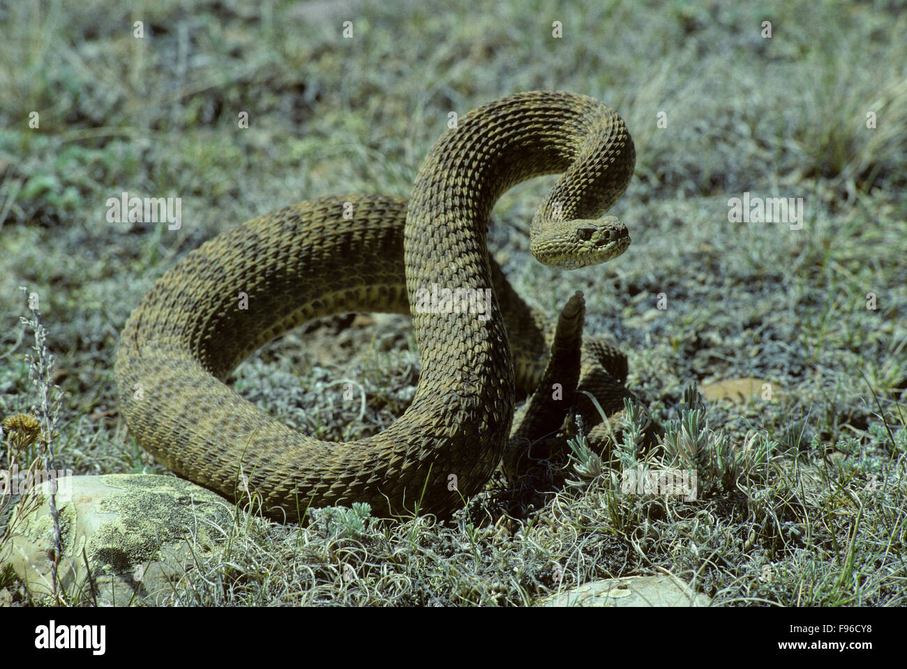 Prairie Rattlesnake (Crotalus viridis) Adult (Western & Plains