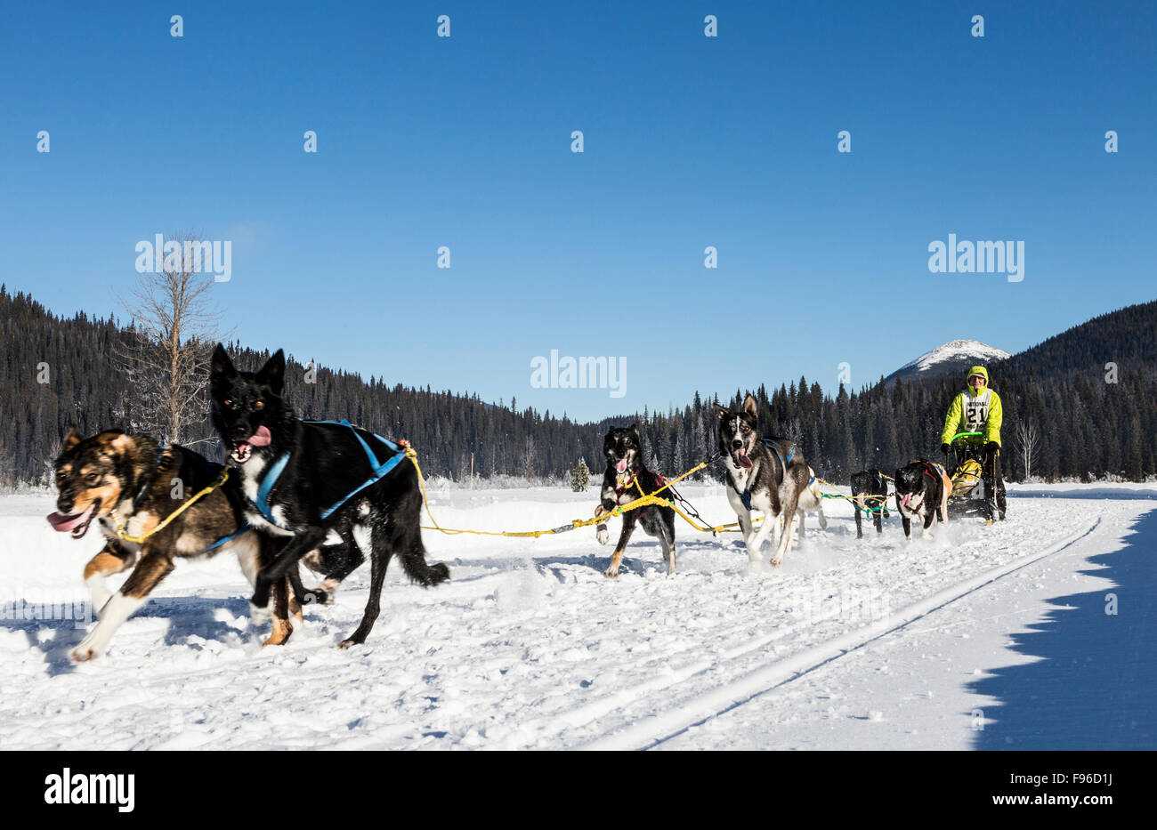 British Columbia, Canada, Gold Rush Dog Sled Mail Run, Barkerville Area, North Cariboo region, musher, dog sled, Stock Photo