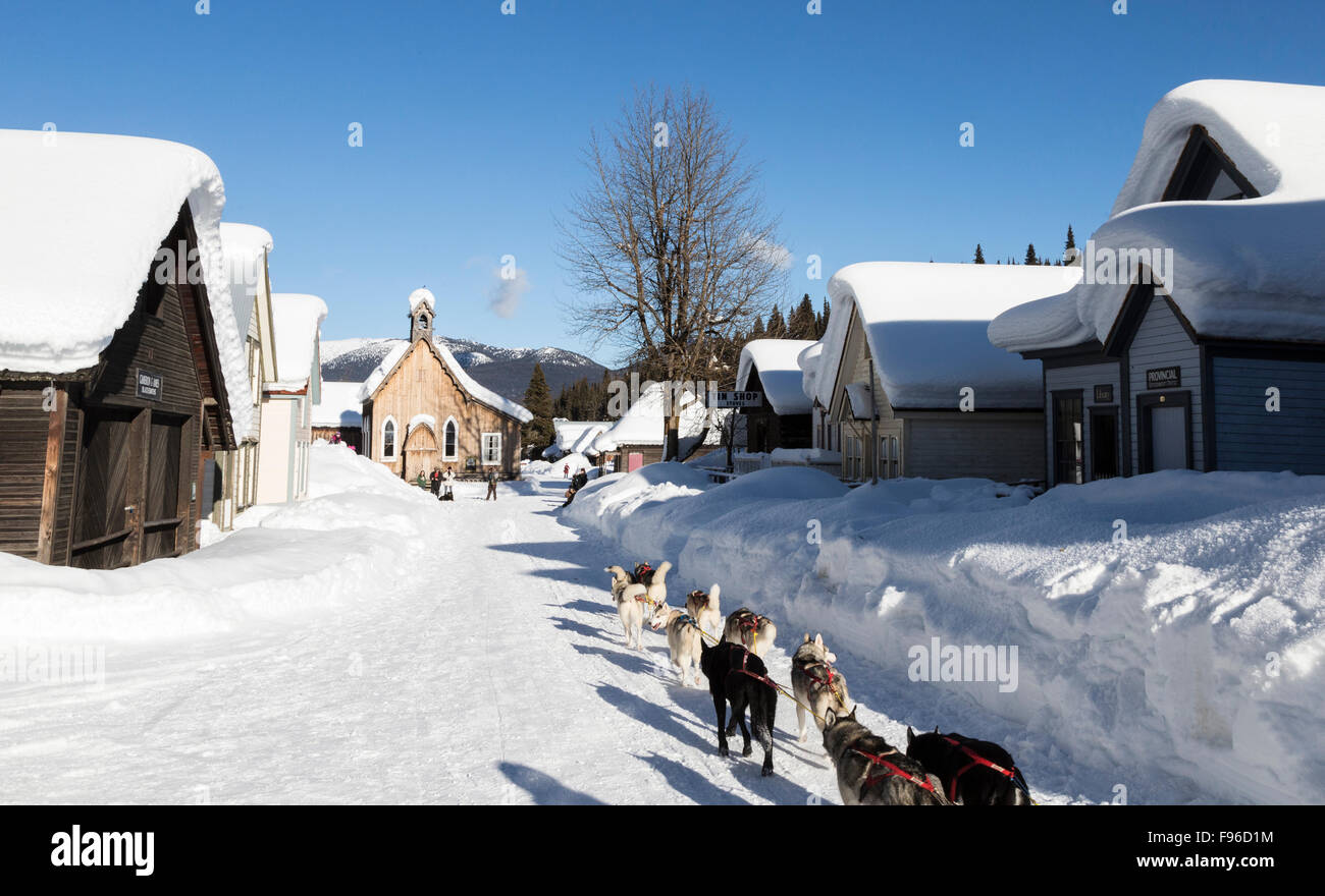 British Columbia, Canada, Gold Rush Dog Sled Mail Run, Barkerville Area, North Cariboo region, dog sled, Stock Photo