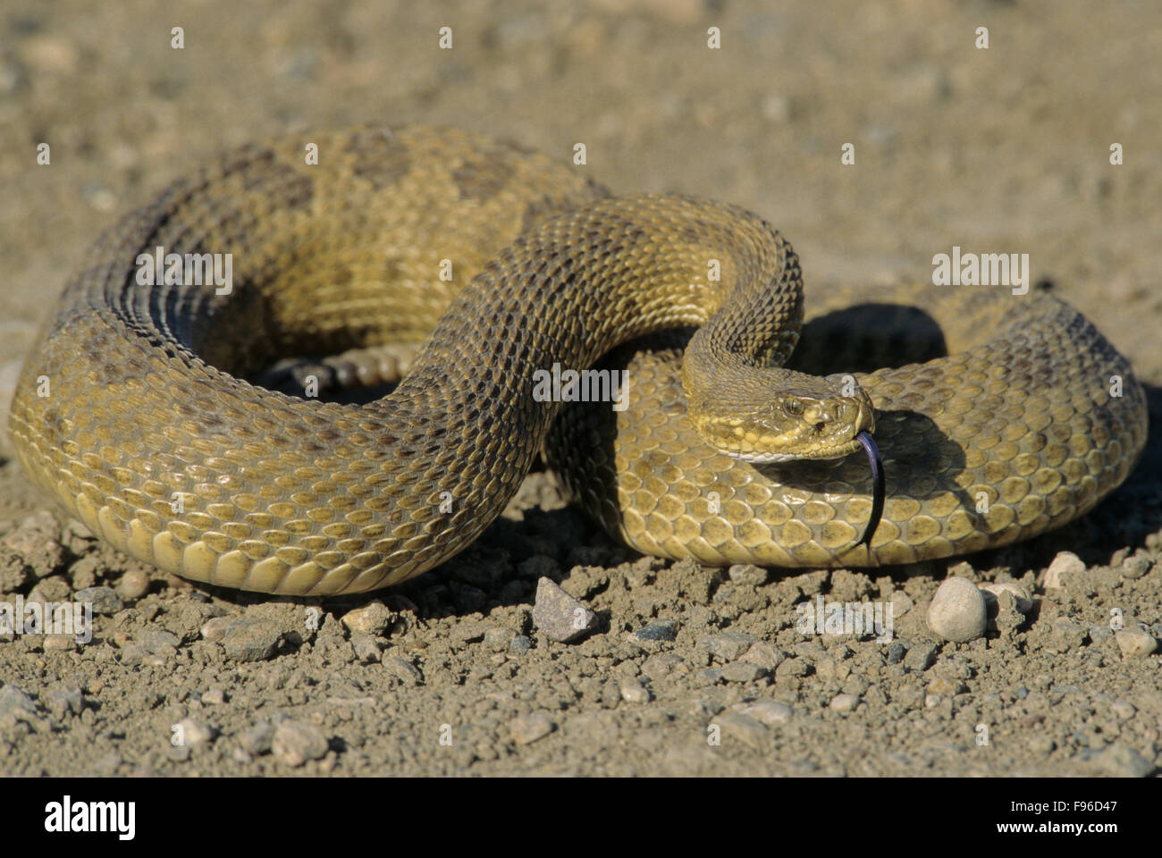Prairie Rattlesnake (Crotalus viridis) Adult (Western & Plains Rattlesnake) is equipped with powerful venom to kill prey Stock Photo