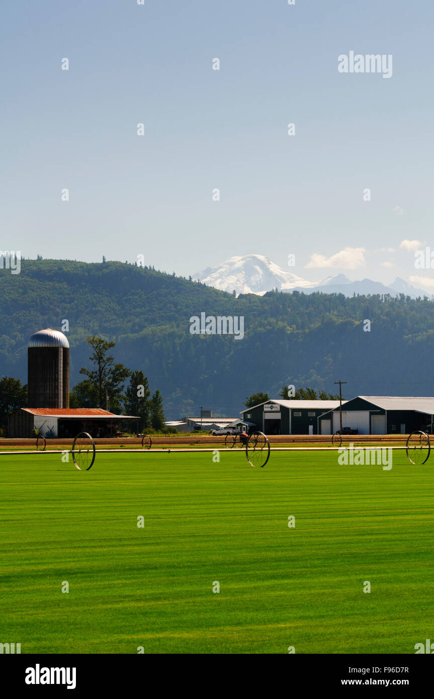 A turf farm in Sumas, Washington State.  Mt. Baker is in the background. Stock Photo