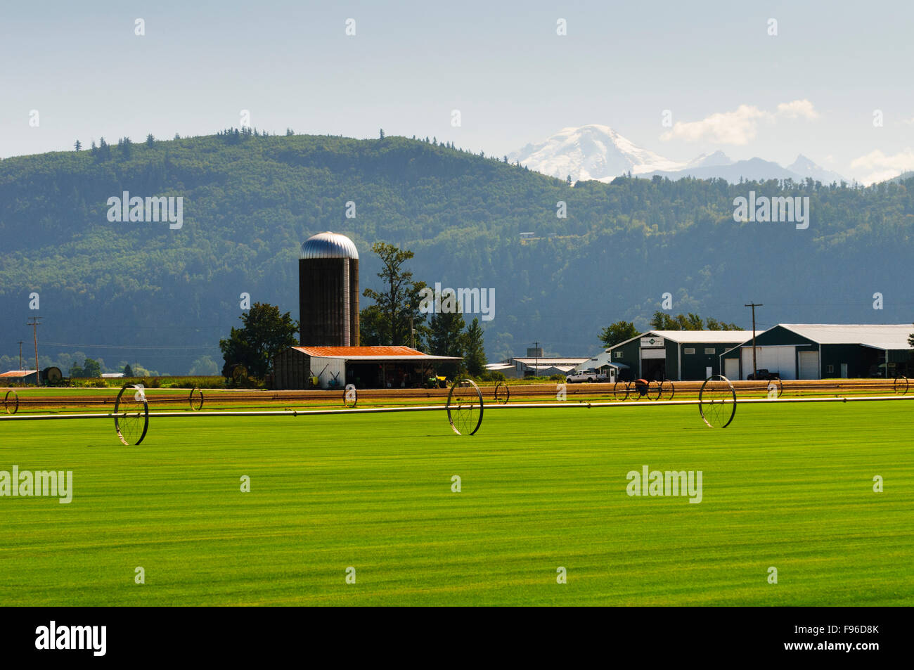 A turf farm in Sumas, Washington State. Mt. Baker is in the background