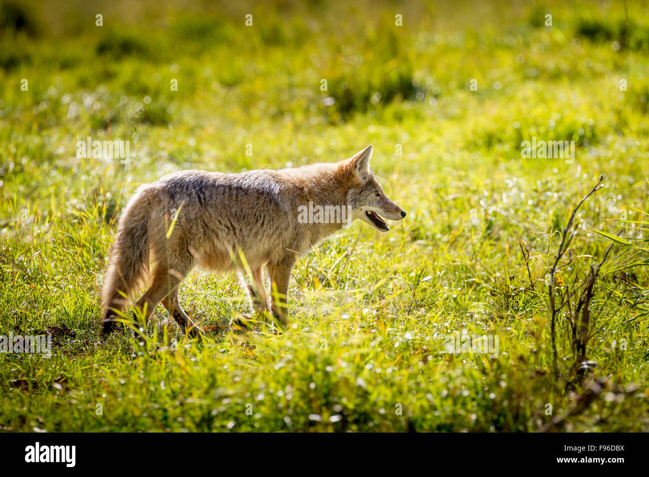 Wolves island hires stock photography and images Alamy