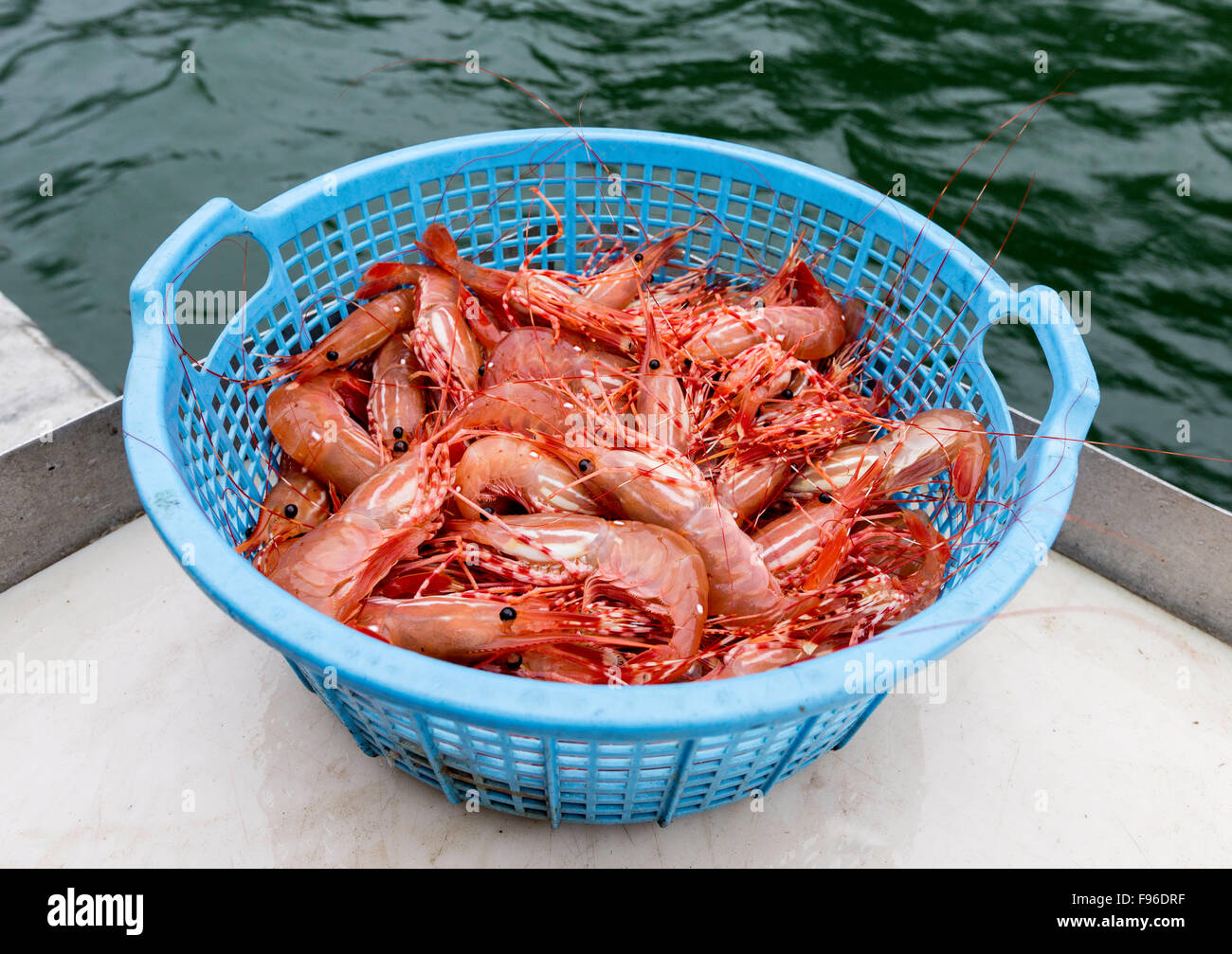 British Columbia, Canada, central coast, Great Bear Rainforest, shrimp, Stock Photo