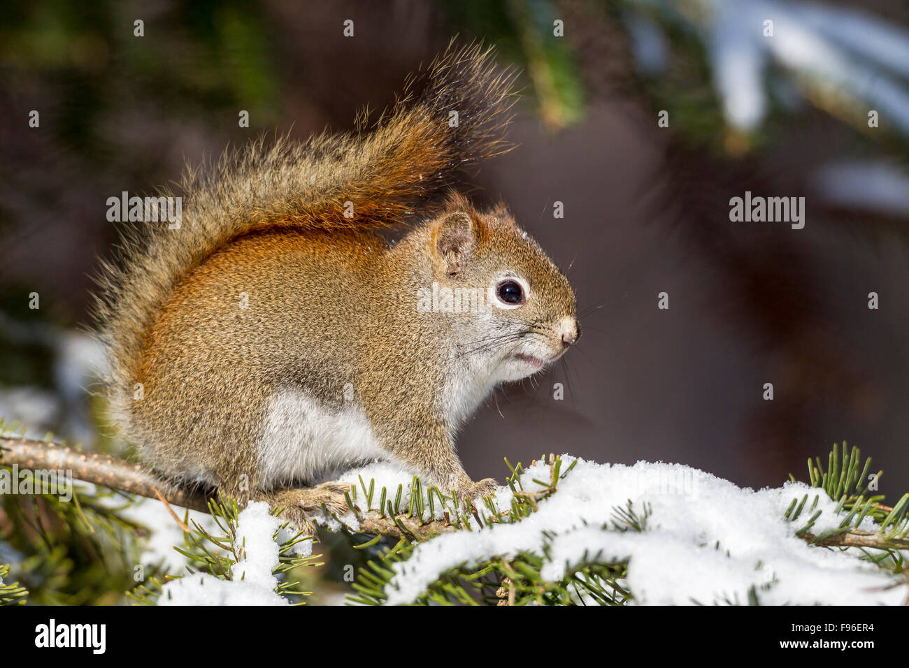 American Red Squirrel (Tamiasciurus hudsonicus), Algonquin Provincial
